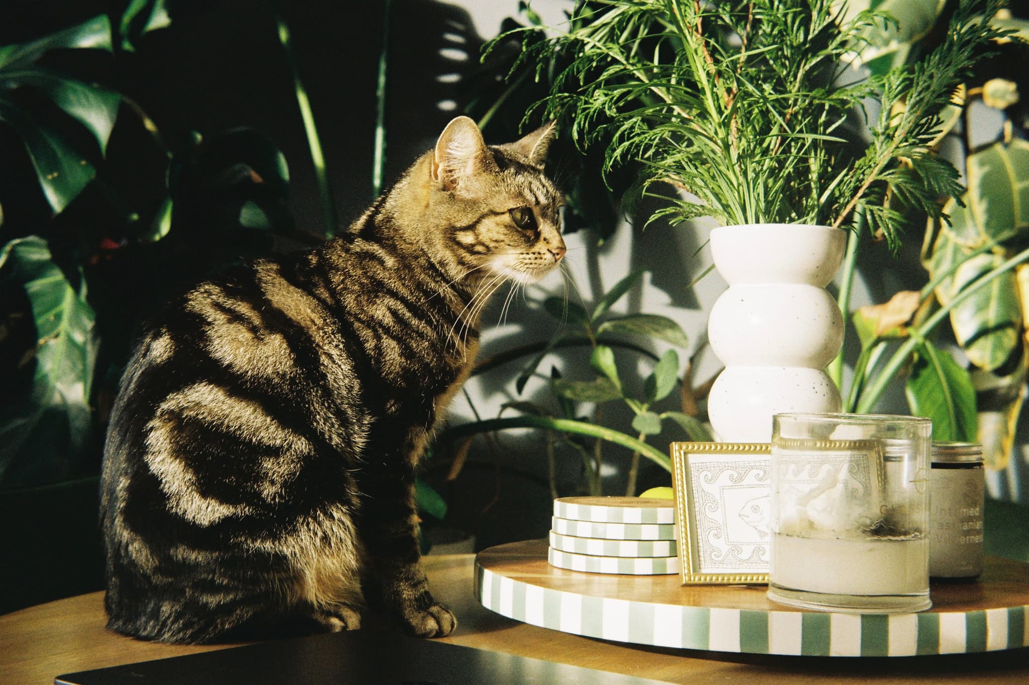 Cat on the table