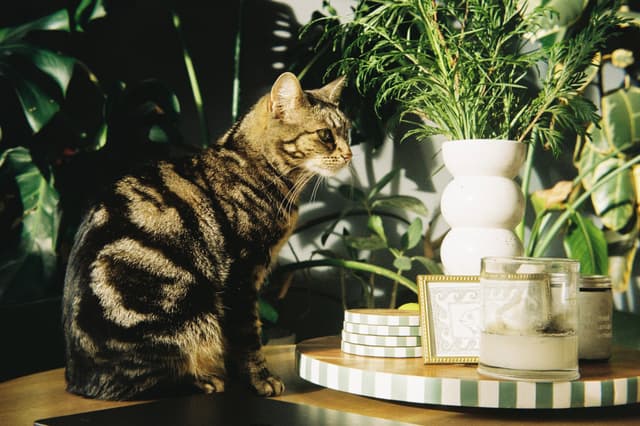 Cat on the table